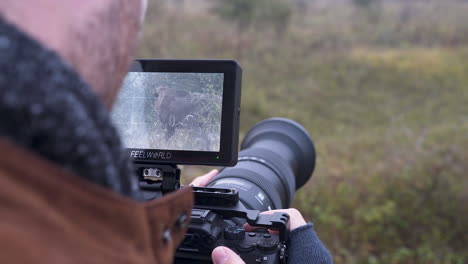 Screen-of-a-professional-DSLR-camera-during-wildlife-bison-shooting