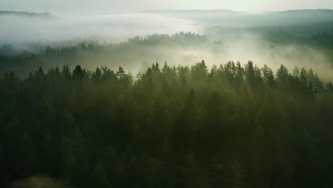 Misty-forest-scene,-aerial-shot-of-sun-rays-filtering-through-cloudy-treetops