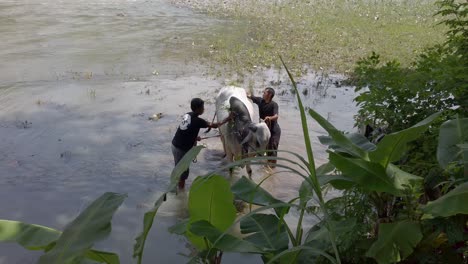 two-farmers-are-bathing-a-cow-on-the-bank-of-the-progo-river-around-the-borobudur-temple-on-a-sunny-day