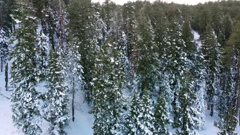 Panning-shot-of-a-snowy-California-hillside