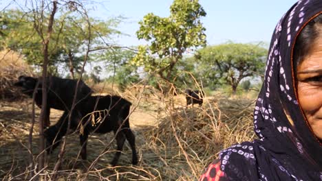 Authentic-handheld-portrait-of-farmer-Indian-woman-from-rural-village-of-Rajasthan-with-animals,-India