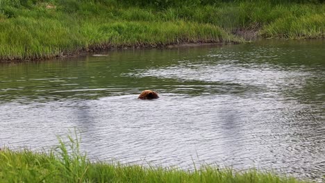 Oso-Grizzly-Adulto,-Ursus-Arctos-Horribilis,-Nadando-En-Un-Estanque-Pequeño-Y-Comiendo-Un-Hueso