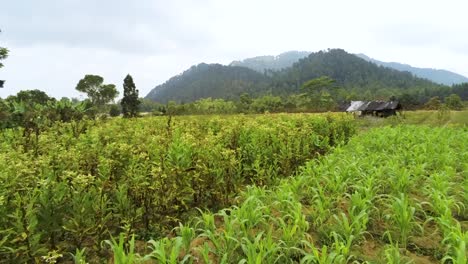 Java-countryside,-green-fields-of-tropical-vegetable-plantation-aerial-view