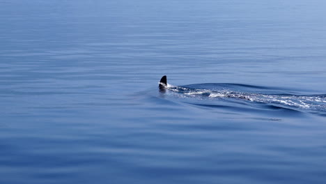 Orca-surfacing-to-take-breath-while-shot-zooms-into-capture-the-dorsal-fin-disappearing-into-calm-water-in-the-Sea-of-Okhotsk-off-the-coast-of-Shiretoko-Hokkaido