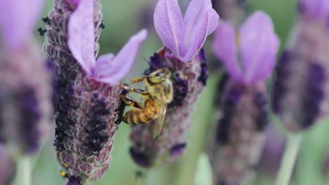 A-Pennsylvania-honey-bee-pollinates-purple-lavender