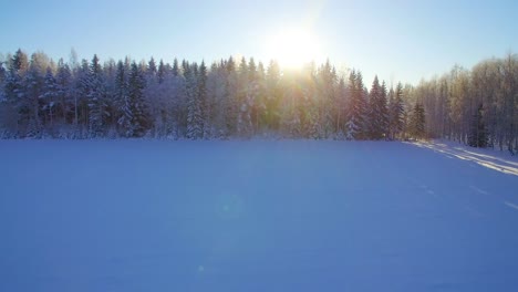 Drohne-Steigt-Aus-Schneebedeckten-Feld-Und-Enthüllt-Einen-Riesigen-Nördlichen-Fichtenwald