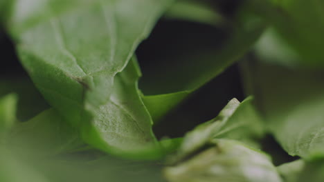 Macro-Sliding-Shot-on-Fresh-Basil