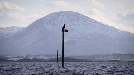 Cormorán-En-Un-Poste