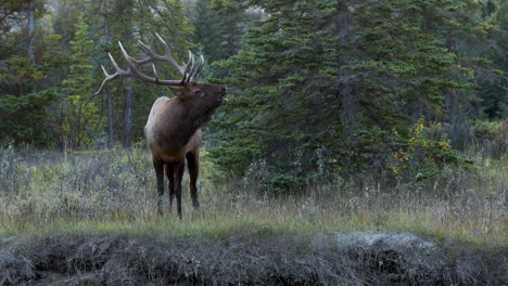 Large-Bull-Elk-roaring-its-mating-call-in-search-of-a-female-mate