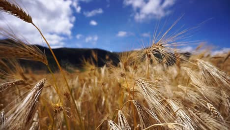 Goldenes-Weizenfeld-Und-Bergkette-Im-Hintergrund,-Nahaufnahme-Mit-Schwenk-Nach-Rechts