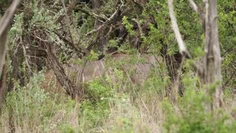 Female-Kudu-with-Oxpecker-walks-through-thick-green-African-bushland