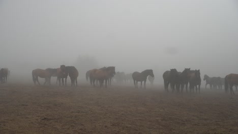 Footage-of-hucul-stud-in-the-mist