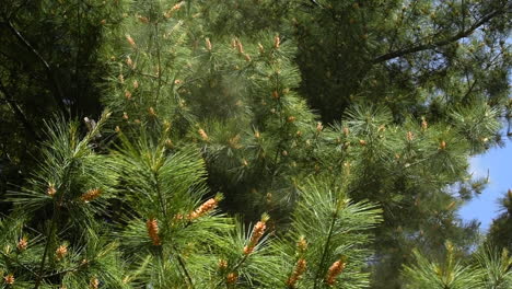 Pollen-blowing-from-white-pine-tree-during-allergy-season