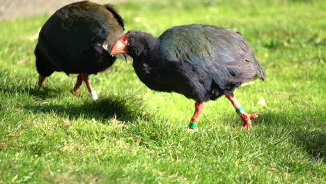 A-pair-of-endangered-Takahe-birds-in-New-Zealand