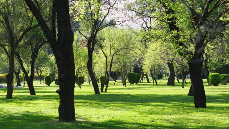 Friedlicher-Morgen-Im-Badam-Wari-Garten-In-Srinagar,-Umgeben-Von-üppigem-Grün-Und-Sonnenbeschienenen-Bäumen