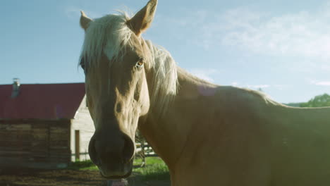 Horse-on-Ranch-looking-at-camera-with-sun-flare-before-turning-away