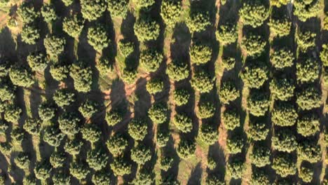 AERIAL-SHOT-OF-AVOCADO-FARMS-IN-MEXICO