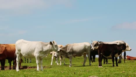 Close-up-of-a-group-of-cows-on-pasture-on-a-summer-day