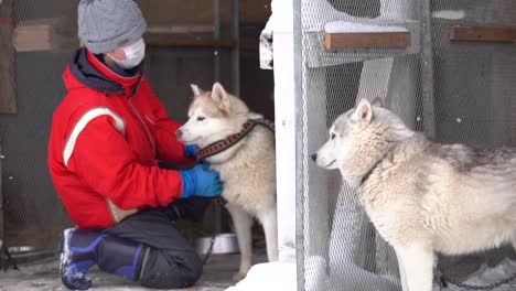 El-Guía-Coloca-Con-Cuidado-Un-Arnés-Al-Perro-De-Trineo-Husky,-Preparándolo-Para-La-Acción.