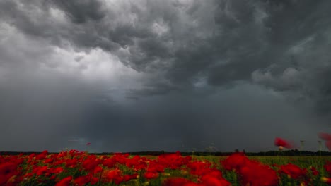 Lightning-storm-above-red-poppy-field-time-lapse