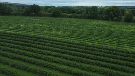 Tilt-up-aerial-view-across-bluebery-field-farm-plantation