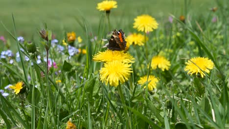 Mariposa-Sobre-Flor-De-Diente-De-León-Amarilla,-Un-Hermoso-Valle-Verde-De-Las-Montañas-En-Primavera,-Dolomitas,-Italia