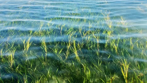 Seetang-Weht-Langsam-In-Sauberen-Meereswellen