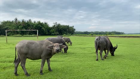 Carabao-Büffelherde-Grast-Auf-Einer-Wiese