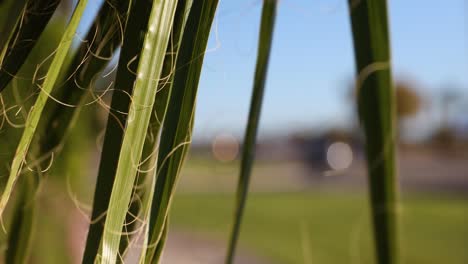 Swaying-in-wind-green-sharp-leaves-of-palm-growing-roadside-close-up