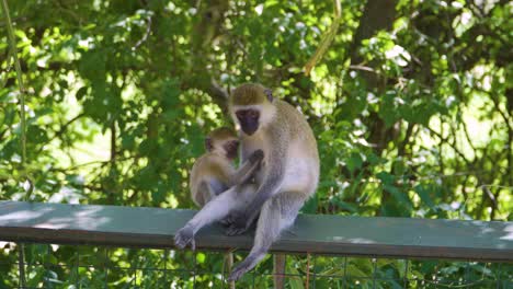 Monkeys-resting-in-the-green-grass-under-the-bright-sun-in-the-hot-savannah