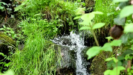 Fresh-water-splashes-down-a-little-cascade-with-rocks-full-of-moss-amidst-beautiful-green-plants