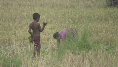 Un-Niño-Pobre-De-Una-Aldea-De-Bangladesh-Corre-Por-Un-Campo-De-Arroz-Con-Verduras.