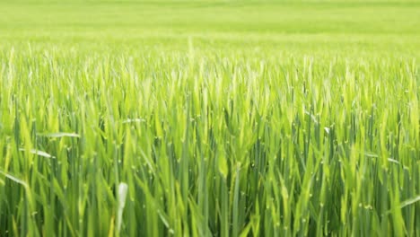 Lush-green-wheat-grass-in-a-spring-meadow,-shot-100-fps-with-zoom