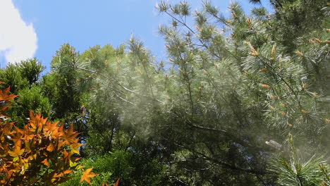 Visible-clouds-of-pollen-blowing-from-pine-tree-during-allergy-season