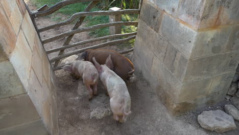 Tres-Cerditos-En-Libertad-Intentando-Y-Consiguiendo-Pasar-Entre-Los-Barrotes-De-Una-Puerta-De-Madera,-Escena-Tierna-Y-Divertida