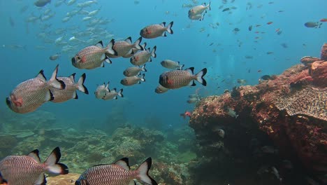 Pez-Ardilla-De-Ojos-Grandes-Con-Peces-Gato-Y-Buceadores-Al-Fondo,-Nadando-Sobre-Un-Arrecife-De-Coral