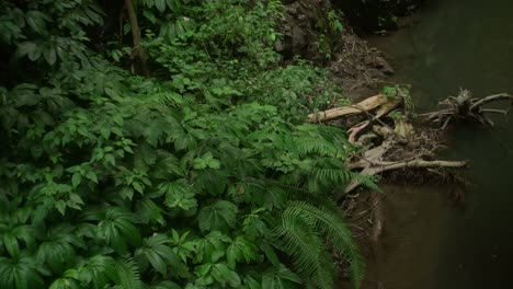 Friedlicher-Fluss-Im-Norden-Balis:-Ein-Ruhiger-Rückzugsort-In-Der-Natur