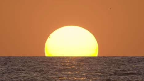 Atardecer-En-El-Océano-Con-Siluetas-De-Aves-Volando-En-Cámara-Lenta