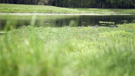 Alligator-resting-in-grass-near-public-pond-in-Florida,-4k