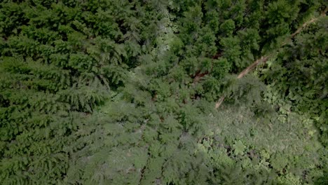 Vista-Aérea-Desde-Arriba-Sobrevolando-Un-Bosque-De-Pinos