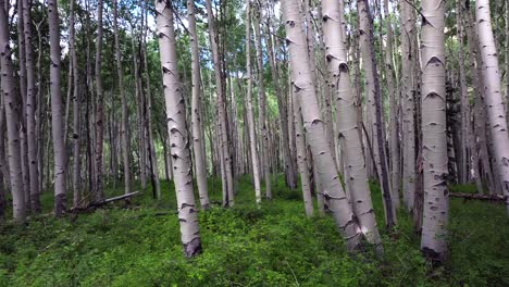 Summer-Colorado-Rocky-Mountains-aerial-drone-Telluride-airport-Ridgway-Last-Dollar-Road-Aspen-Trees-Groove-Forest-green-Ouray-Silverton-San-Juan-Mount-Sneffels-Wilson-Peak-gimbal-upward-slow-jib