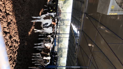 Healthy-Cows,-Quality-Milk:-Inside-a-Modern-Dairy-Farm