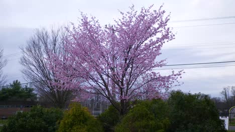 Cherry-Blossom-tree-in-Japan