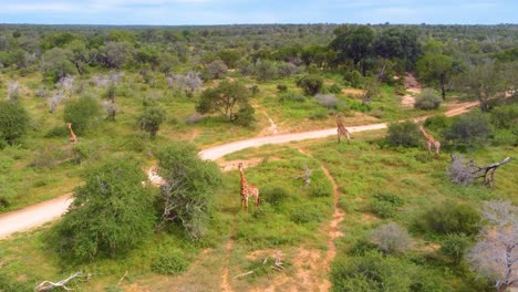 Manada-De-Jirafas-En-Libertad-En-La-Reserva-De-Caza-De-Mjejane,-Sudáfrica