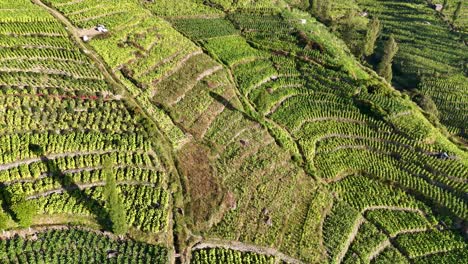 Aerial-view-of-greenery-landscape-on-the-hillside