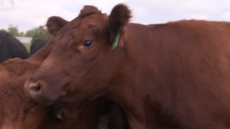 A-herd-of-cows-hang-out-in-a-crowded-pen