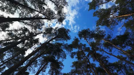 Looking-up-at-tall-pine-trees-against-a-blue-sky-with-scattered-clouds