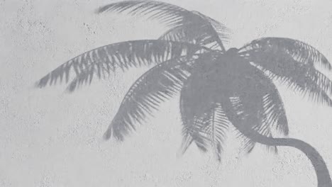 Palm-tree-shadow-on-textured-white-wall