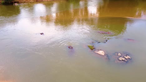 Herd-of-hippos-bathing-peacefully-in-lagoon-in-Mjejane-Game-Reserve,-South-Africa