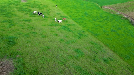 Panoramic-View-Over-Farm-Fields-With-Grazing-Cows-In-Terceira-Island,-Azores---aerial-drone